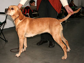 Chien d'arrêt portugais