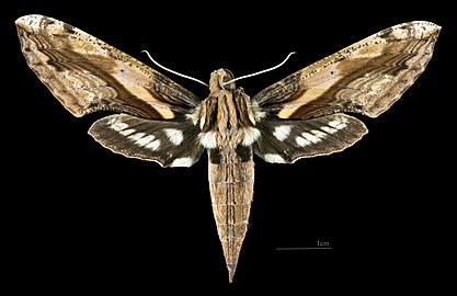 Female dorsal MHNT