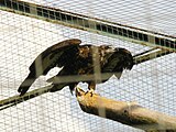 Обыкновенный канюк, или сарыч (Buteo buteo), вид внесён в Красную книгу МСОП