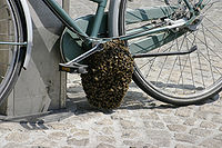 200px--_Bee_swarm_on_a_bicycle_%281-5%29_-