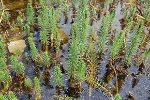 Vandspir (Hippuris vulgaris) Foto: Rl