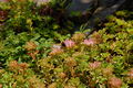 2 Sedum spurium