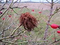 Reilingen, Dezember 2013 mit Galle (Diplolepis rosae)