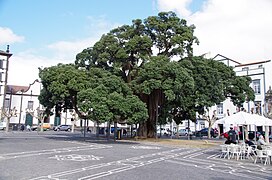 Metrosidero Baum auf der Praça 5 de Outubro