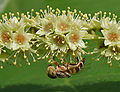 Bulir bunga ketapang, dihinggapi sejenis lalat apung