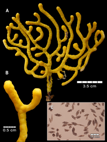 Adelogorgia telones