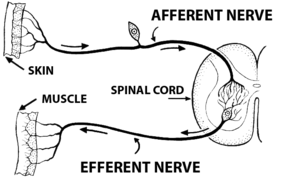 Afferent nerve fiber