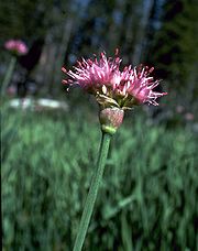 Allium validum flower.jpg