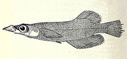 Nokkamedaka (Adrianichthys kruyti)