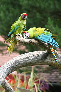 Dvojice arů zelených v Zoo Schmiding, Austrálie