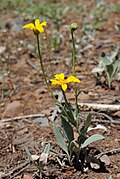 Arnica dealbata (Californie, États-Unis).