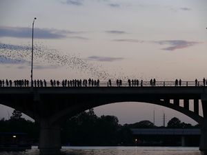 Emergence of the bats of the Congress Avenue B...