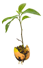 Persea americana, young avocado plant (seedling), complete with parted pit and roots Avocado Seedling.jpg
