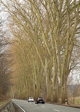 De B83 met platanen bij Grohnde