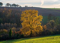 Bonfeld (de), village près de Bad Rappenau ; pente sud du Mühlberg avec un chêne magnifique au centre. Novembre 2020.