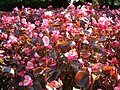 Begonia ×semperflorens-cultorum