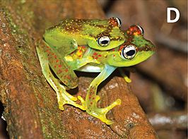 Boophis ankarafensis