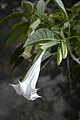 Brugmansia arborea