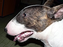 Bull Terrier Chico 06.jpg