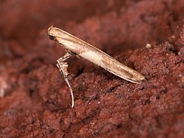 Caloptilia negundella