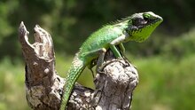 Файл: Calotes nigrilabris at Horton Plains.webm