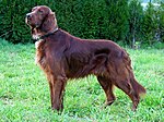 Irish Setter