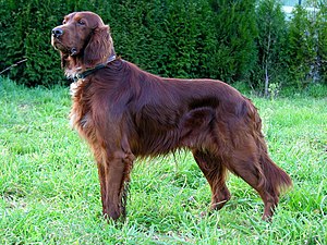 The Irish Setter, one of only two breeds among...