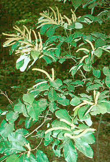 Castanea pumila.jpg