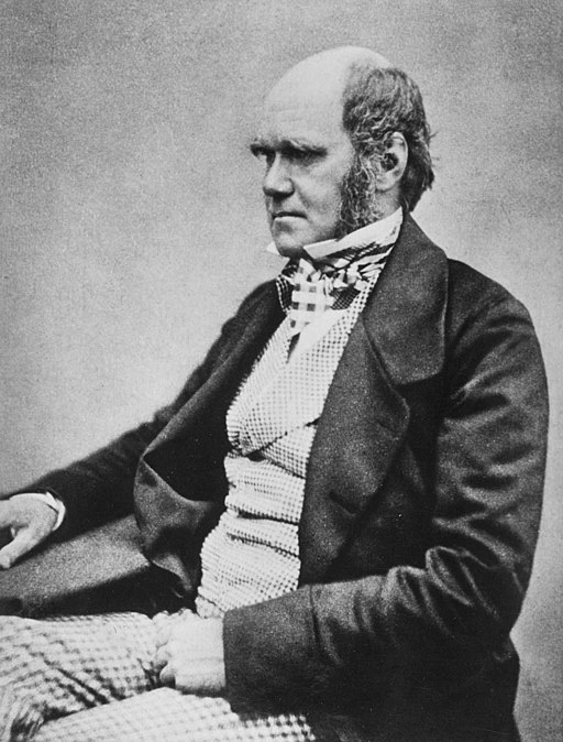 Three quarter length studio photo showing Darwin's characteristic large forehead together with bushy eyebrows with deep breed eyes, pug nose in addition to mouth quality in a determined look. He is bald on top, with dark hair and long side whiskers but no beard or moustache. His jacket is dark, with very wide lapels, and his trousers are a light check pattern. His shirt has an upright coast collar, and his cravat is tucked into his waistcoat which is a light fine checked pattern.