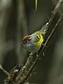 Chestnut-crowned warbler