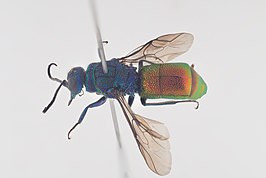 Chrysis longula