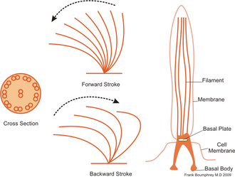 Cilia performs powerful forward strokes with a stiffened flagellum followed by relatively slow recovery movement with a relaxed flagellum Cillia1.png