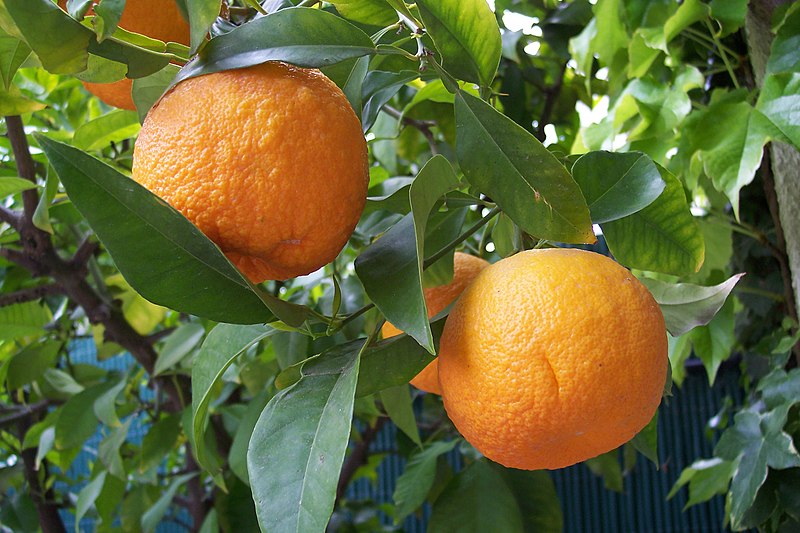 Файл:Citrus aurantium.jpg