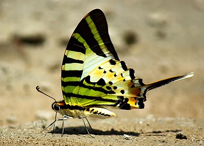 Ventral view