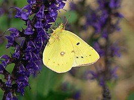 Colias philodice