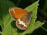 Coenonympha arcania – Flügelunterseite