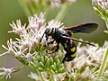 (20) Unidentified wasp, Riserva Naturale Orientata Fiumefreddo, near Taormina, Siciliy