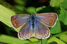 Common blue butterfly (Polyommatus icarus) female.jpg