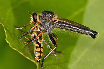 A robberfly with its prey, a hoverfly. Insecti...