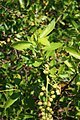 Knopfmangrove (Conocarpus erectus)
