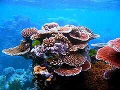 A variety of corals form an outcrop on Flynn Reef, part of the Great Barrier Reef near Cairns, Queensland, Australia. Photo by Toby Hudson. 24 July 2010.