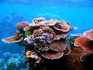 English: A variety of corals form an outcrop o...