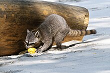 Kostarika ManuelAntonioNationalPark Racoon (pixinn.net) .jpg