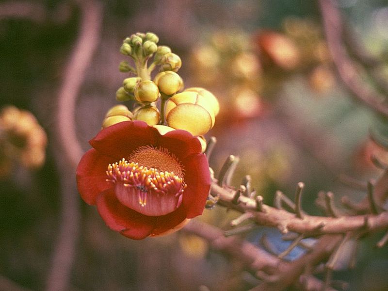 Ficheiro:Couroupita guianensis 3.jpg