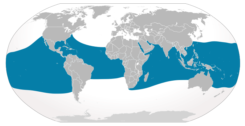 Distribución tiburón ballena