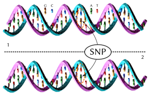 A Single Nucleotide Polymorphism is a change o...