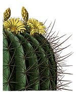 Echinocactus platyacanthus