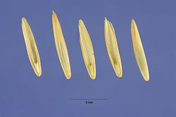 Elymus repens (L.) Gould - quackgrass - ELRE4 - Steve Hurst @ USDA-NRCS PLANTS Database.jpg