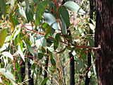 Epicormic shoots on a Eucalypt