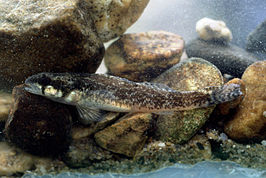 Etheostoma trisella